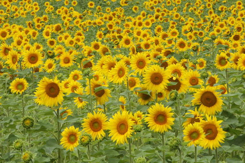 Get More Sunflower Pics In Eden As Another One Opens This Weekend