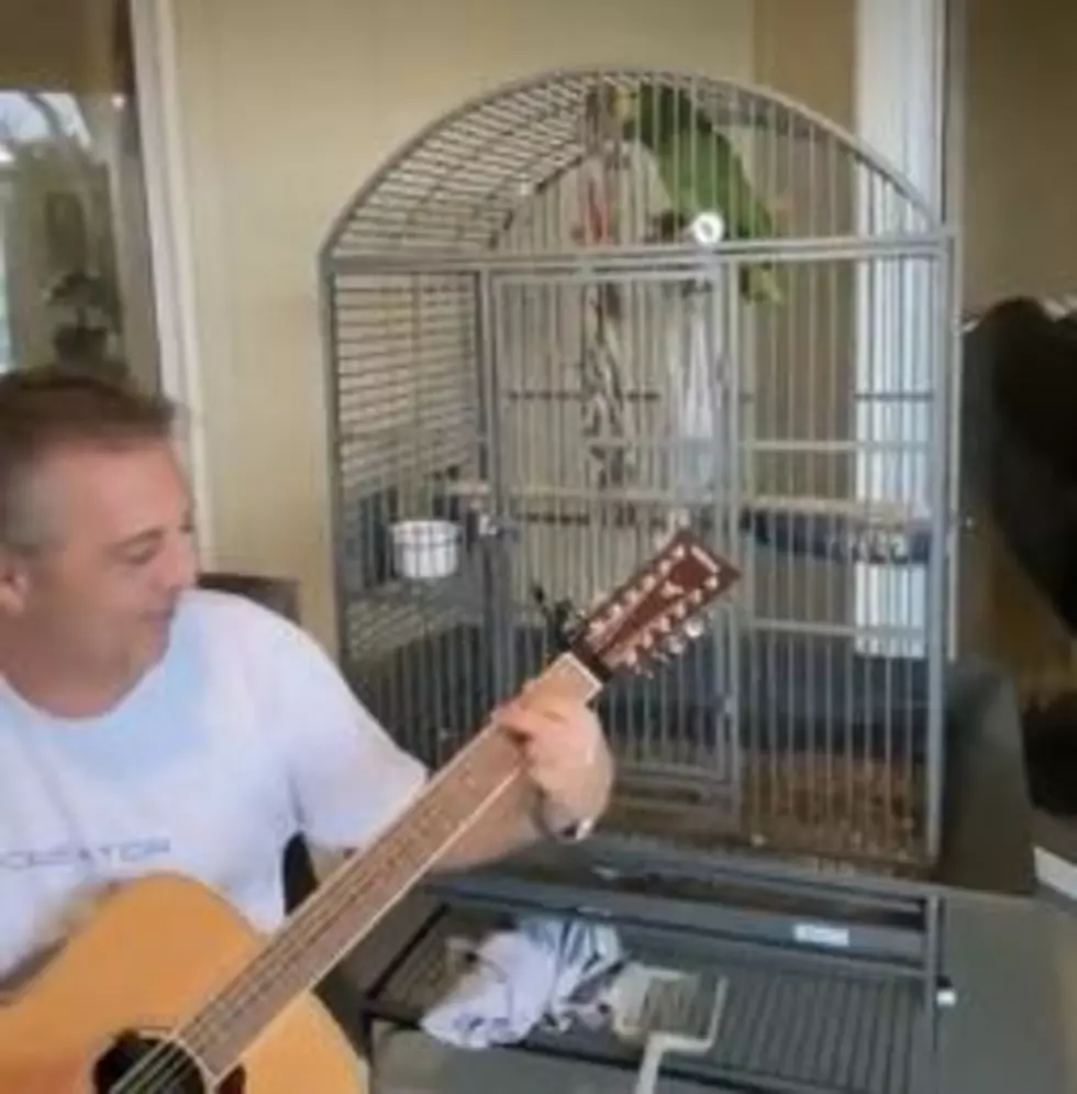 Parrot Sings 'Stairway to Heaven':  Tell Me Something Good