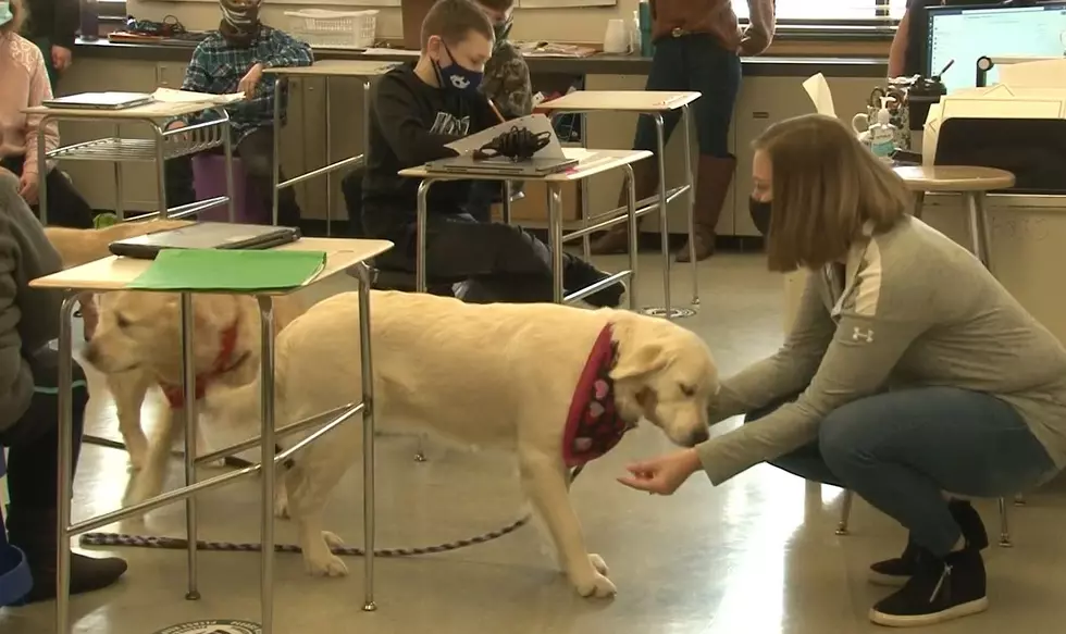 Pioneer School District's Therapy Dogs Making A Difference