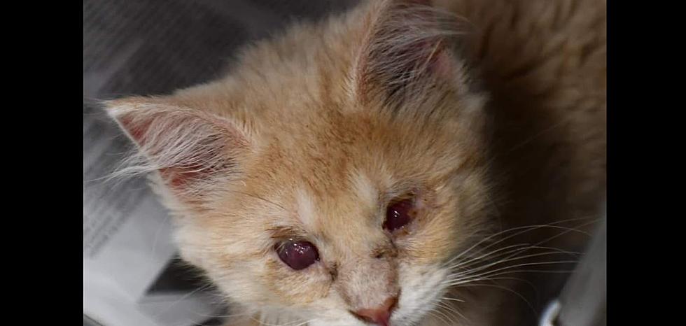 Adorable Blind Kitten in Upstate New York Shelter Will Steal Your Heart