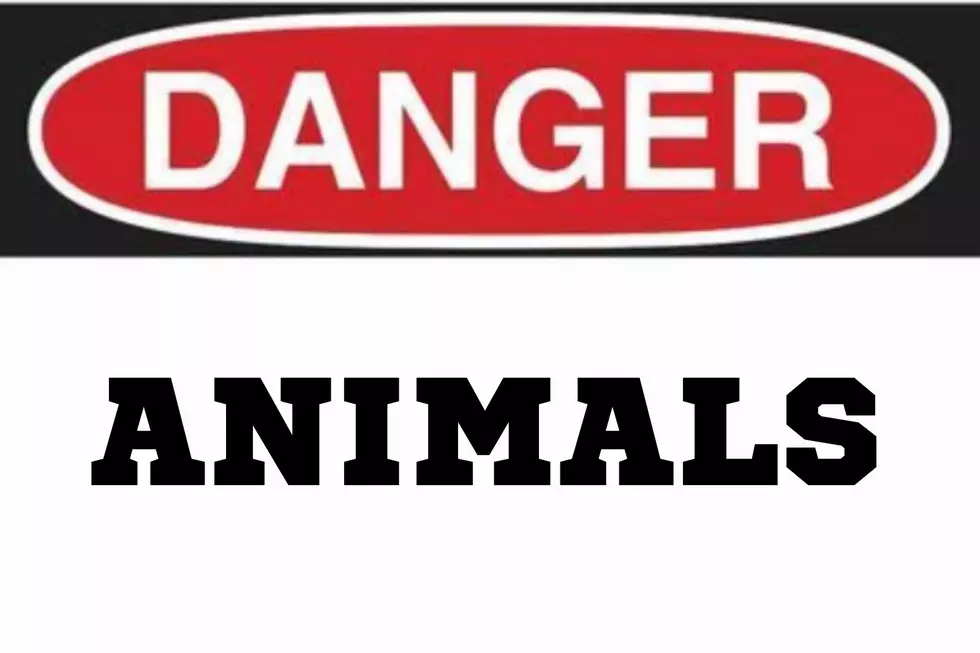 What Is The Most Dangerous Animal In New York State?