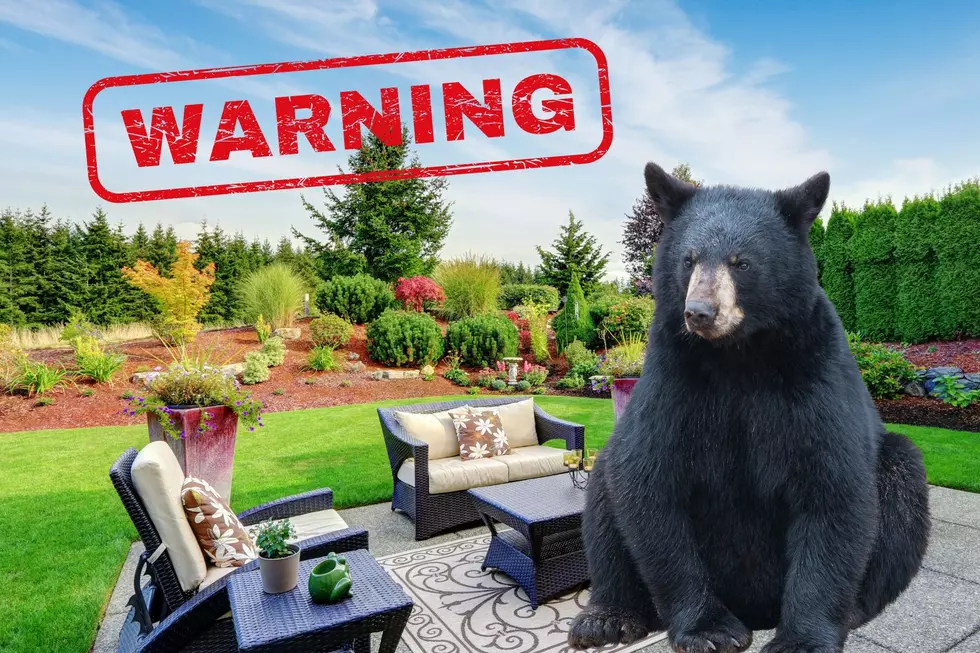 WARNING: Black Bear Spotted Roaming Around New York