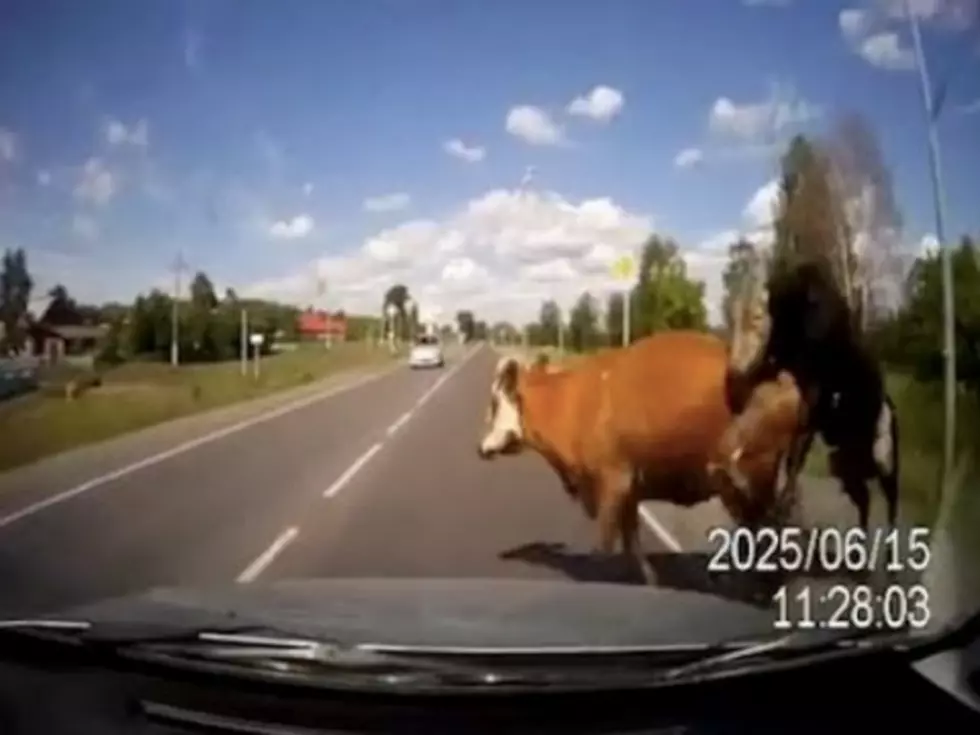 Male Cow Get’s C**k Blocked When a Car Hit’s Female Cow Crossing the Road [VIDEO]