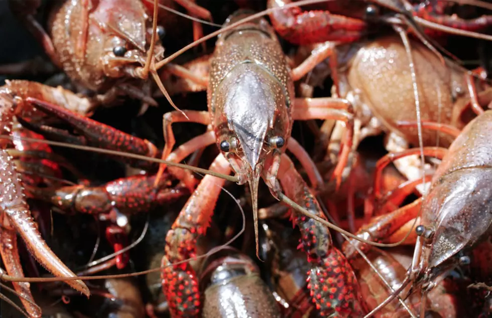 Crawfish Rips Off Own Claw to Avoid Being Cooked