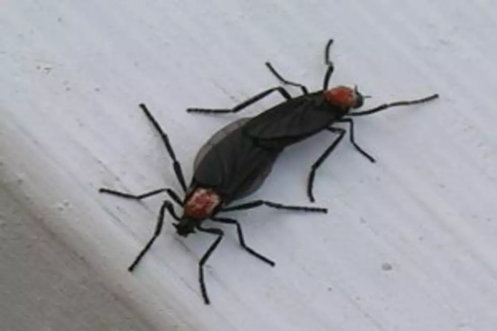 Louisiana Residents, Get Ready for Lovebug Season With These Hacks