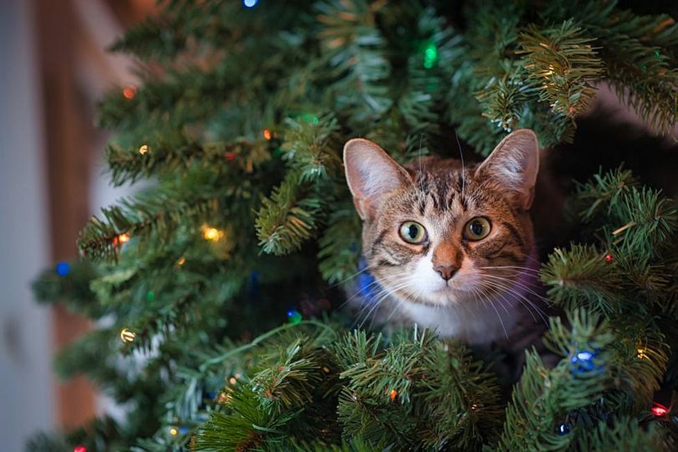 5 Holiday Plants That Can Make Your Dog Or Cat Sick