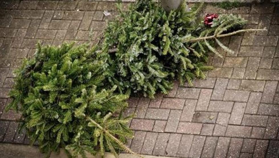 The City Of Lake Charles & Team Green Collect Christmas Trees