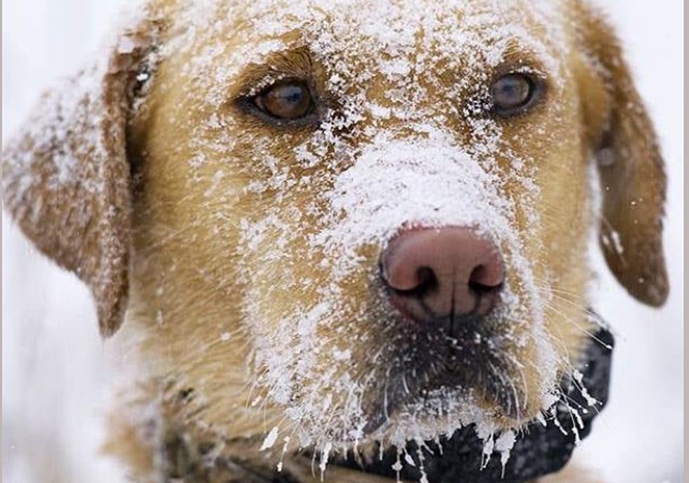 Freezing Temperatures And Outside Pets - How Cold Is Too Cold?