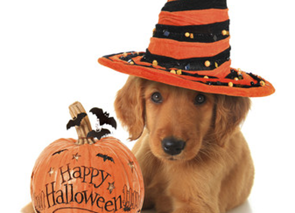 Most Popular Pet Costumes for Halloween 2015 [PHOTOS]