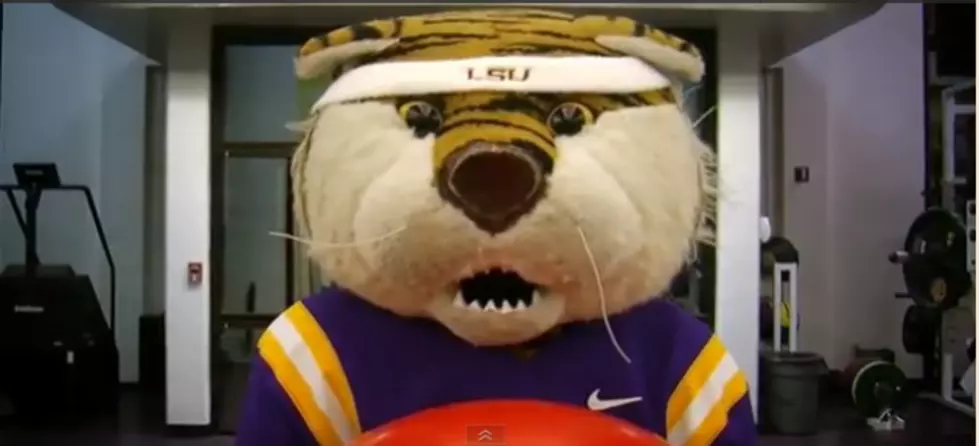 LSU&#8217;s Mike The Tiger Gets Ready For The 2012 Chick-fil-A Bowl [VIDEO]