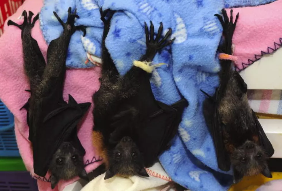 The Food Industry Has A &#8220;Batty&#8221; Problem