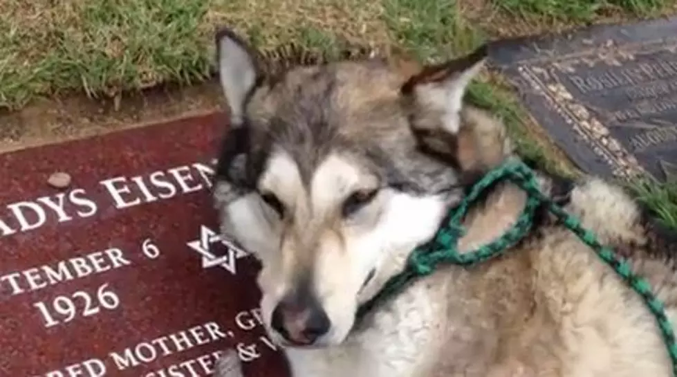Emotional Dog Cries For Owners Grandma, You Can’t Watch Without Getting A Lump In Your Throat [VIDEO]