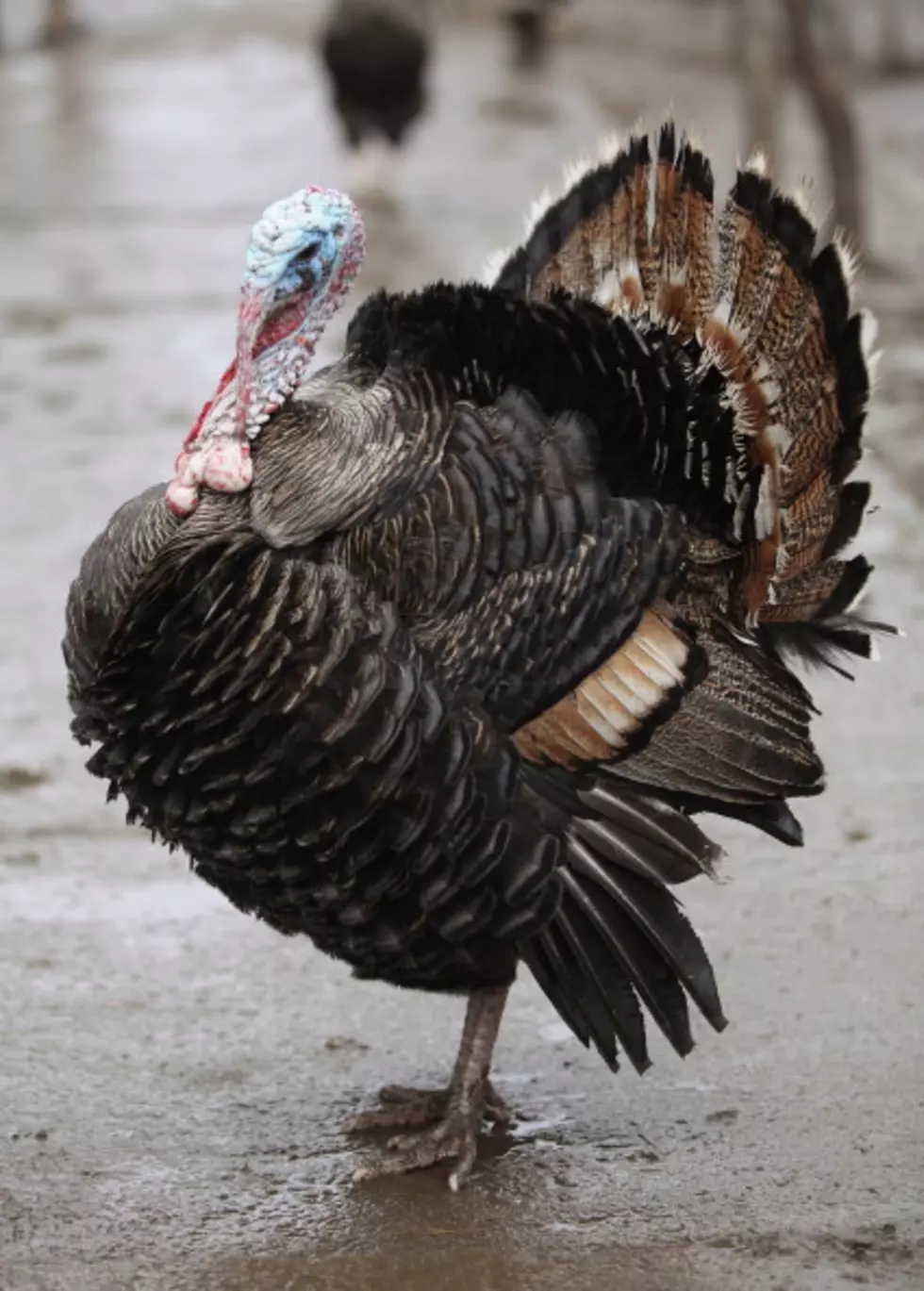 Tom Turkey Will Make Us Feel Better This Thanksgiving