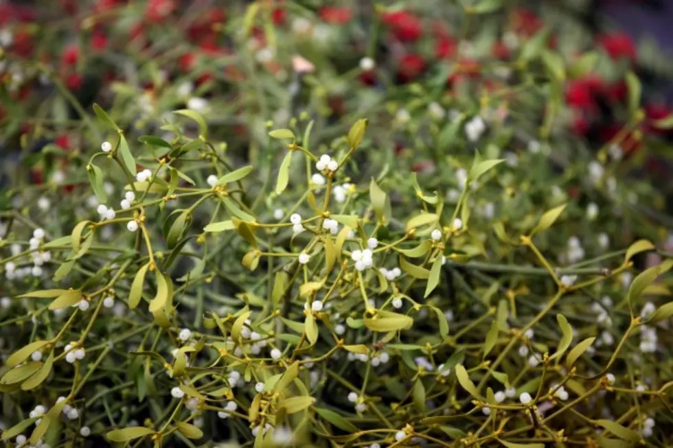 What Is Mistletoe?  How Did It Become Tied To The Christmas Holiday?