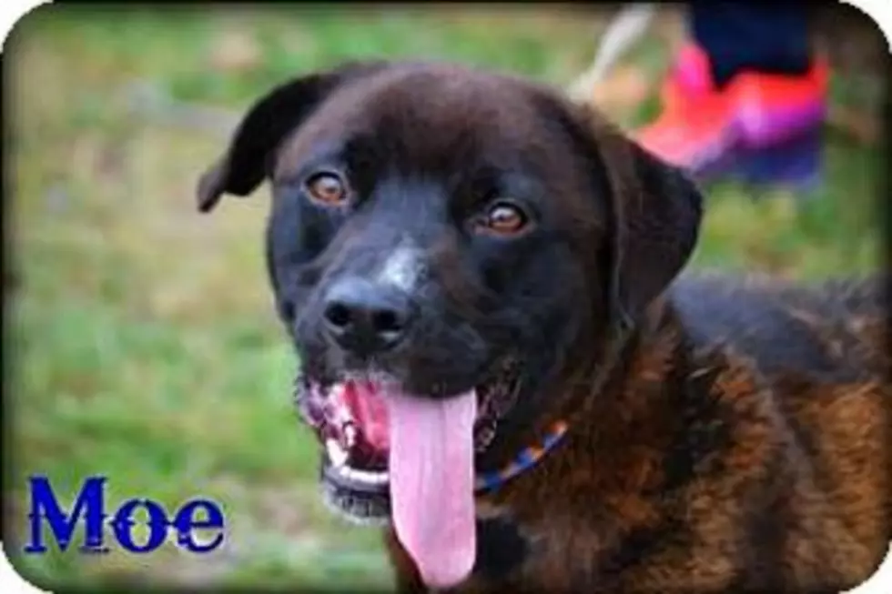No Larry Or Curly, But Moe Wants A Forever Home, Animal Allies Pet Of The Week