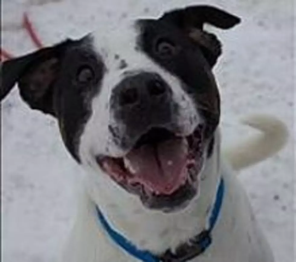 Max Needs Love, Max Love, And Gives It Back, Animal Allies Pet Of The Week