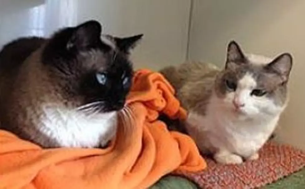 Two KOOL Cats Can’t Get Enough Of Each Other, Animal Allies Pets Of The Week