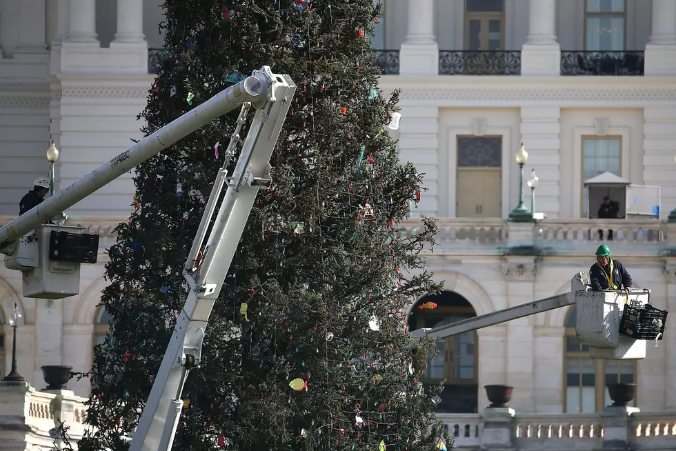 Minnesota Power Seeks Christmas Tree For Their Outdoor Plaza