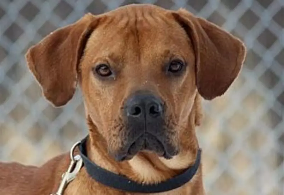 Brutus Is An Active Boy, Animal Allies Pet Of The Week