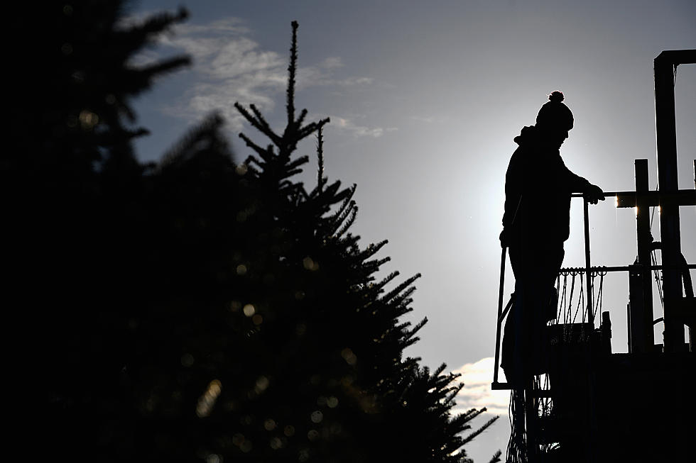 Minnesota Power Searches For This Years’ Community Christmas Tree