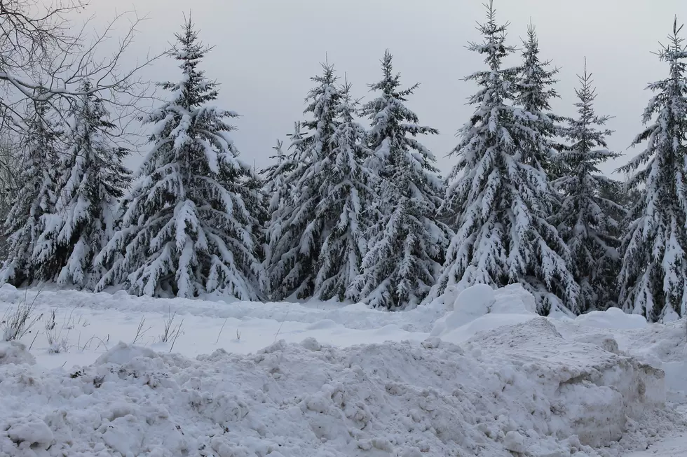 Where Can You Legally Cut Down A Christmas Tree In The Twin Ports?
