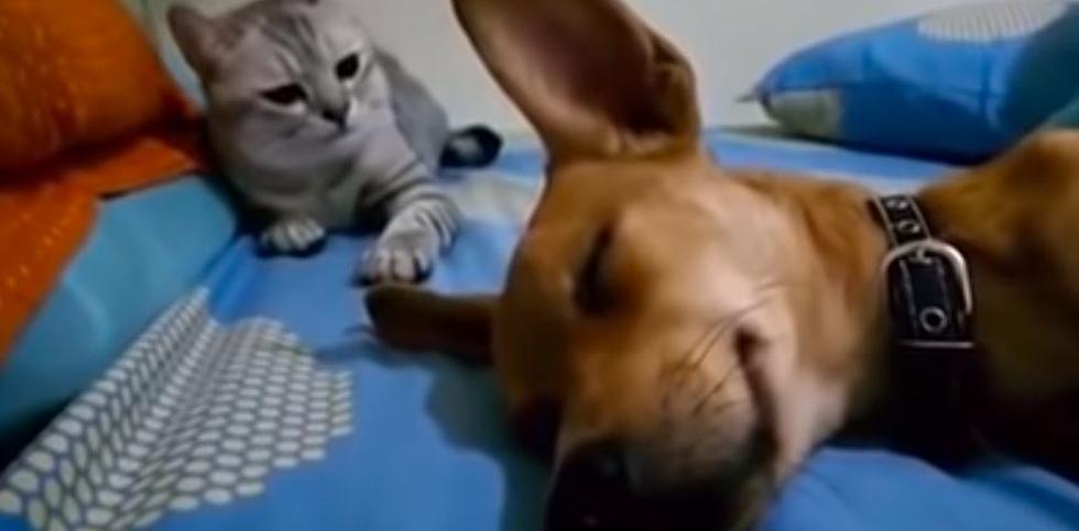 Watch Cat’s Reaction When Dog Passes Gas In Sleep