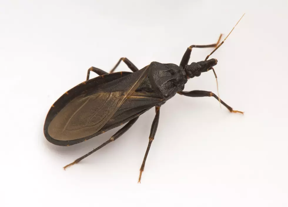 U.S. Customs In International Falls Intercepts Beetle Larvae From China