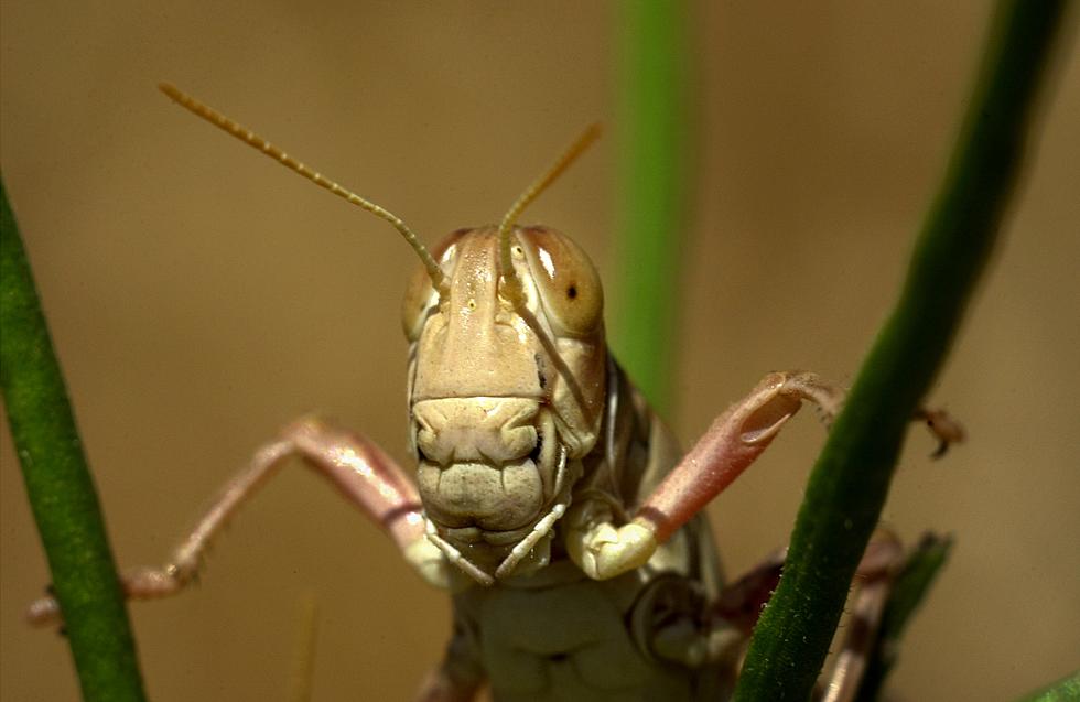 Why Are There So Many Grasshoppers In The Northland This Summer?