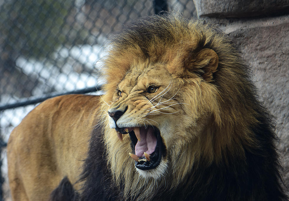 Lake Superior Zoo In Duluth Mourns the Loss of Beloved Lion, Leo