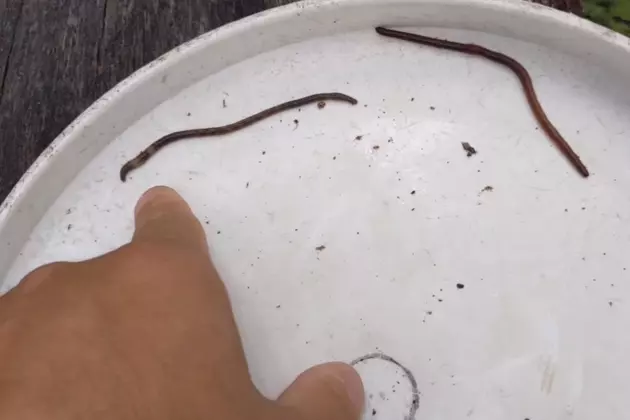 Help Stop The Spread Of Jumping Worms In Minnesota And Wisconsin