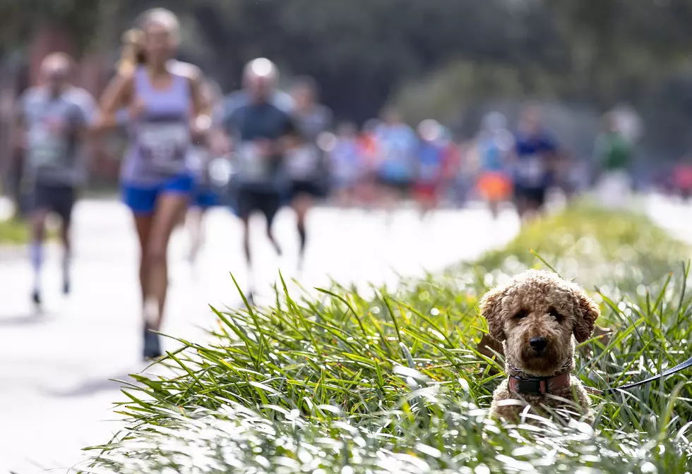 Sign Up Now For”Cause For The Paws 5K” In Superior