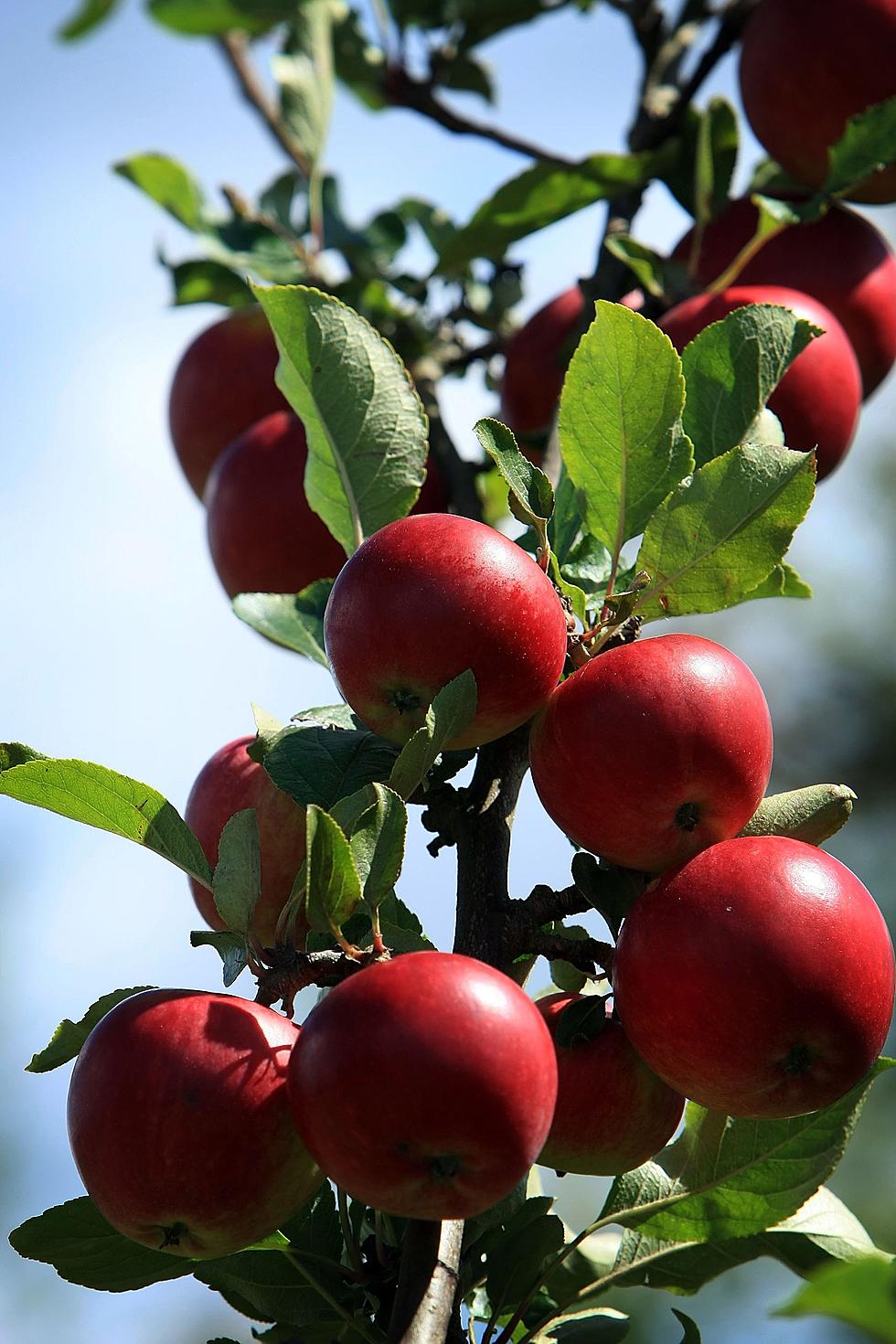 Vote for Duluth to Receive a FREE Apple Orchard