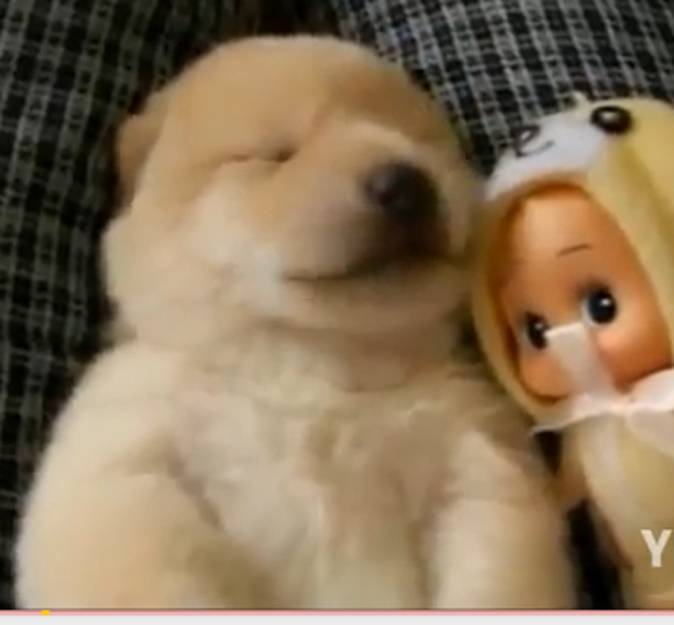 Puppy Has A Bad Dream………Sooo Cute!