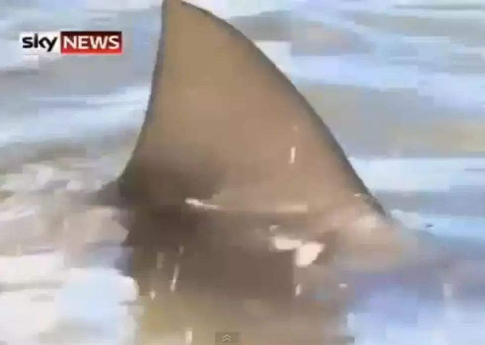 Sharks Invade Lake At Golf Course