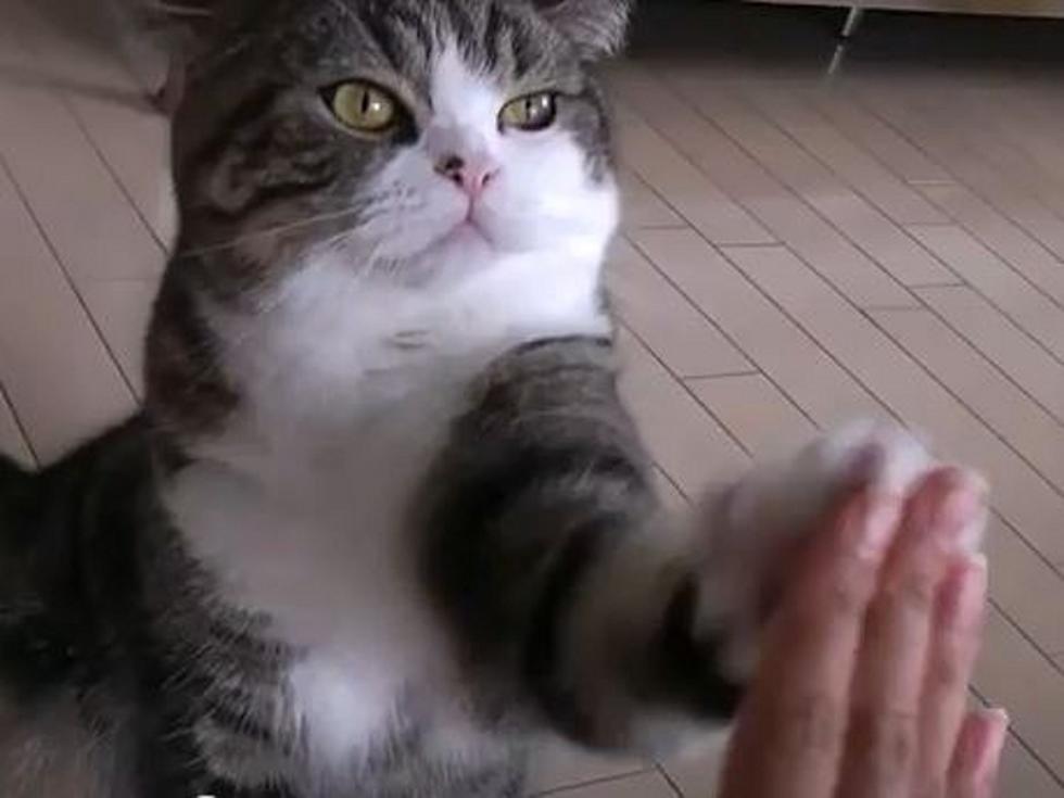 Talented Cat ‘Maru’ High Fives Like a Pro [VIDEO]