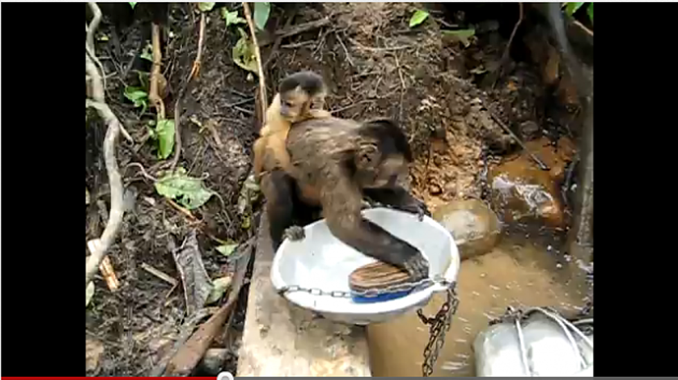 Monkey Washing Dishes [Video]