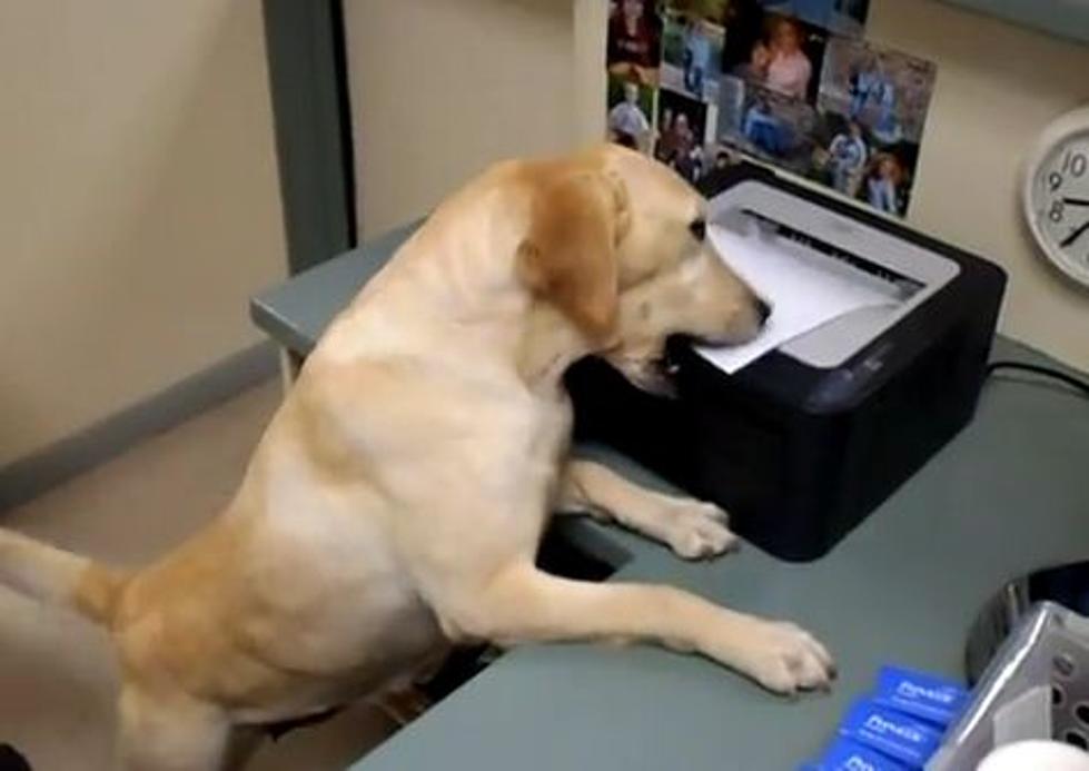 Dog Delivers Receipt to Customers at a Vet Office [VIDEO]