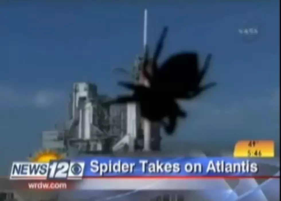 Anchorwoman Arachnophobia News Blooper [VIDEO]