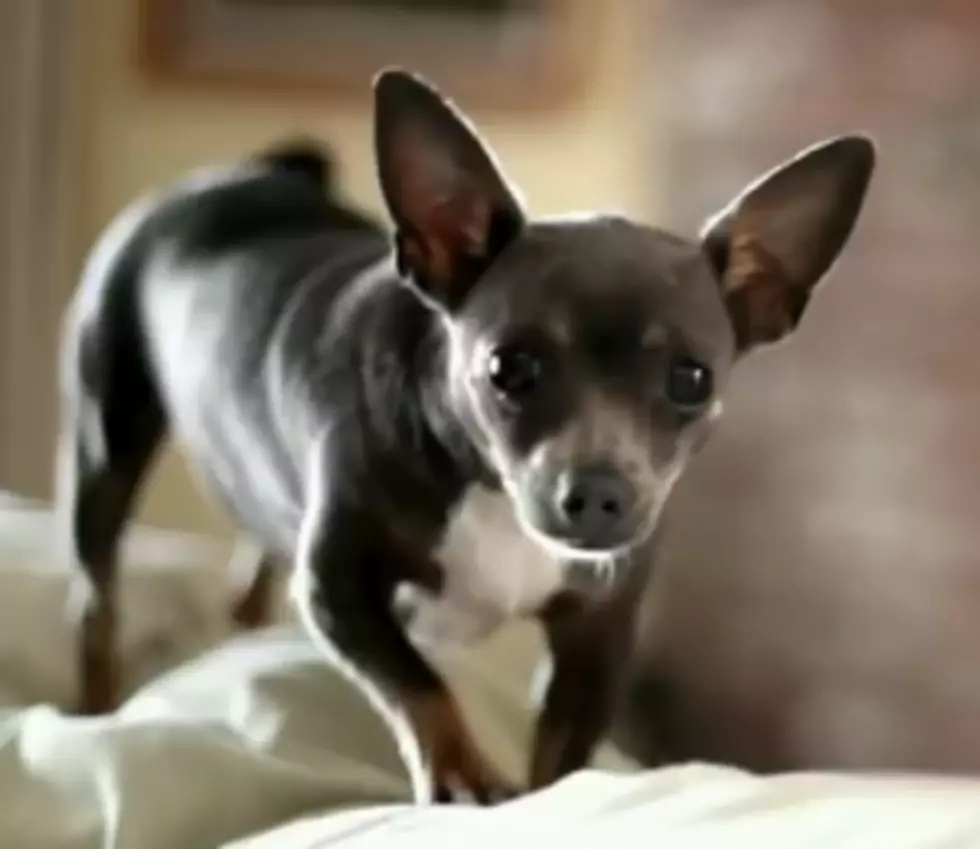 Tear-Jerking Dog Food Commercial [VIDEO]