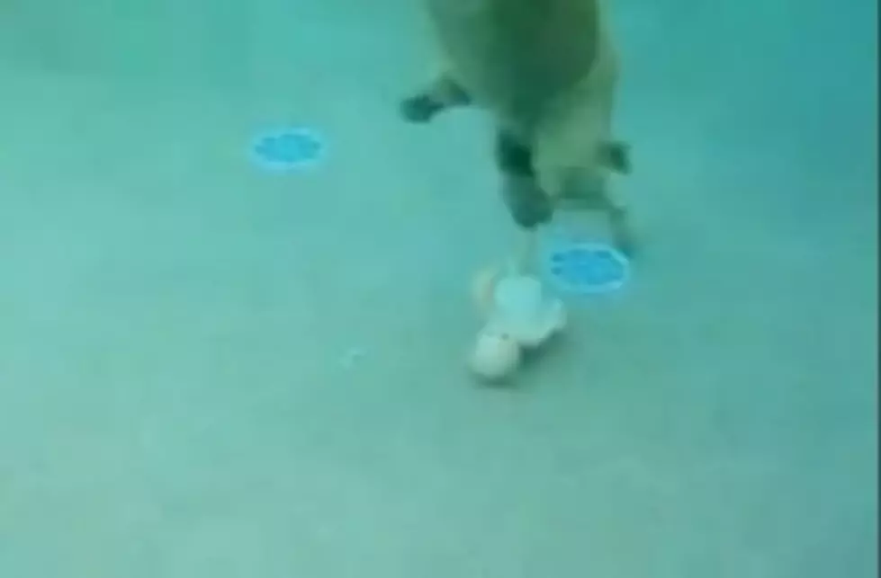 Dog Trained to Rescue a Baby Who&#8217;s Fallen Into a Pool [VIDEO]