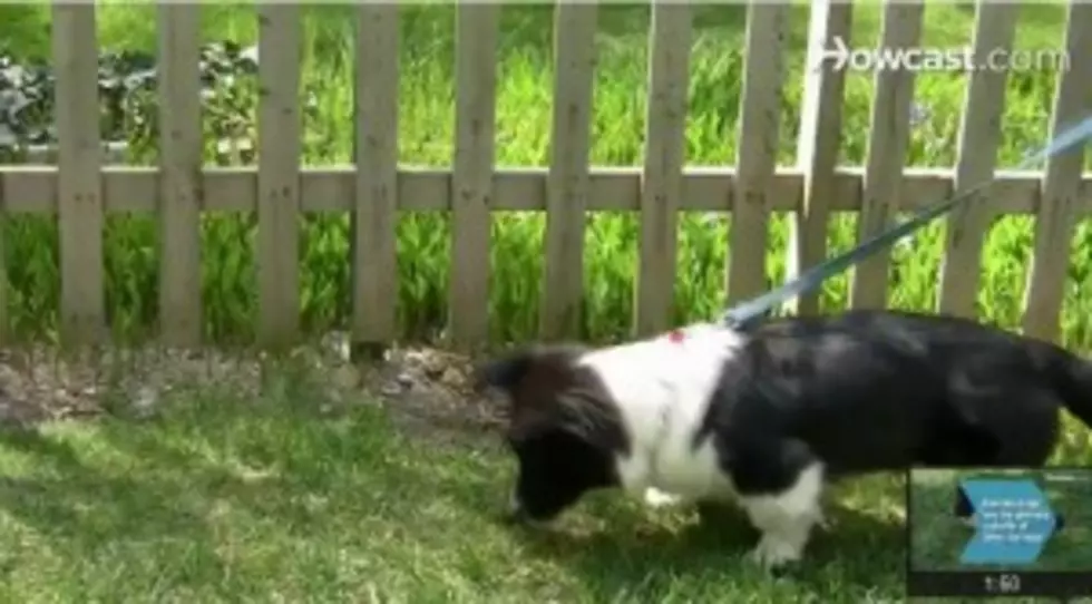 Brown Spots On The Lawn From Fido? Help Is Here [VIDEO]