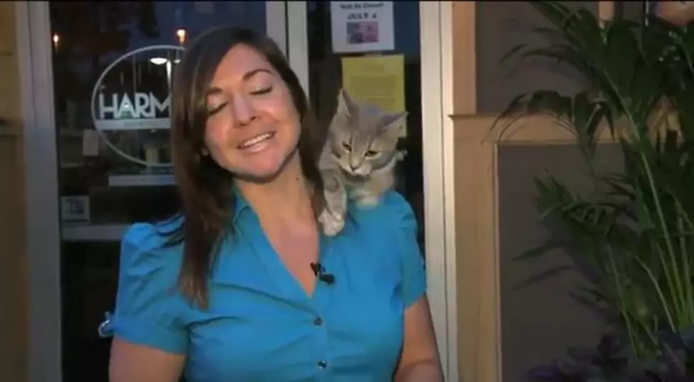 Cat Burglar, Stray Cat Jumps On Reporter During Broadcast [VIDEO]