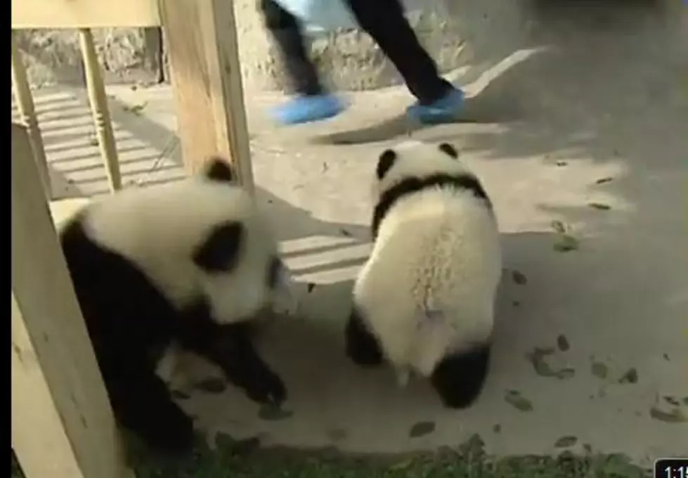 This Hands Down, Is The Cutest Thing You Will Ever See, Cue The Baby Pandas  [VIDEO]