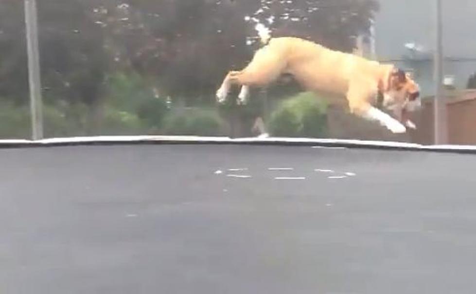 Bulldog Jumps and Plays on Trampoline [VIDEO]