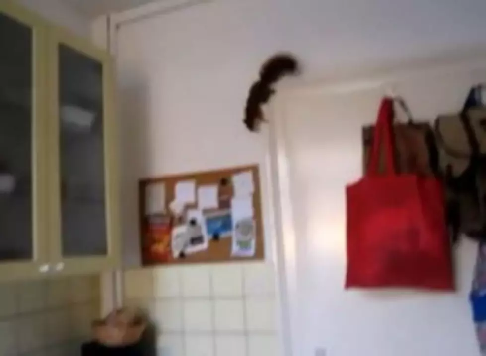 Action Movie Hero Squirrel Terrorizes Kitchen and Exits as Only an Action Hero Would [VIDEO]