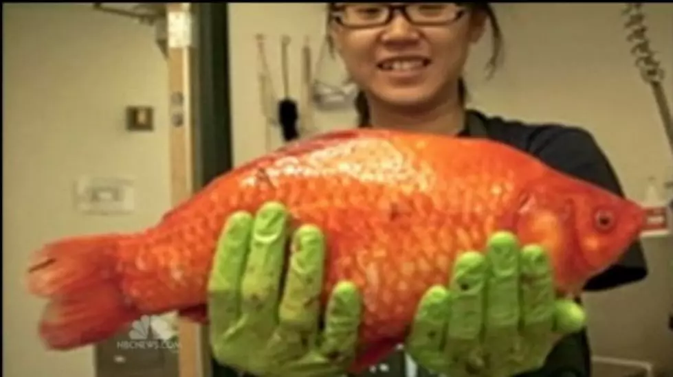 Giant Goldfish Found in Lake Tahoe [VIDEO]