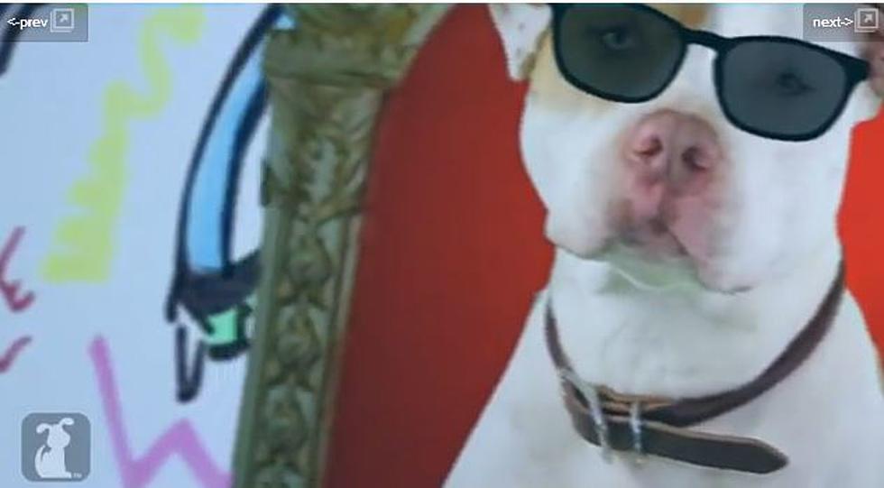The Fresh Pup of Bel-Air [VIDEO]