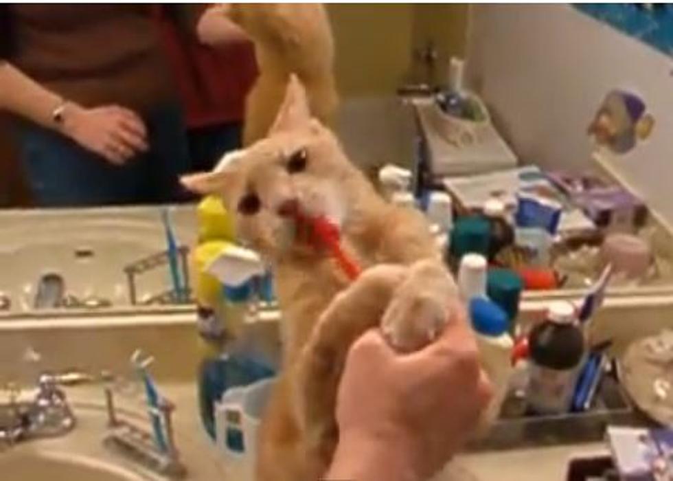 Cat Owners Add This to the List: Brushing Your Cats Teeth [VIDEO]