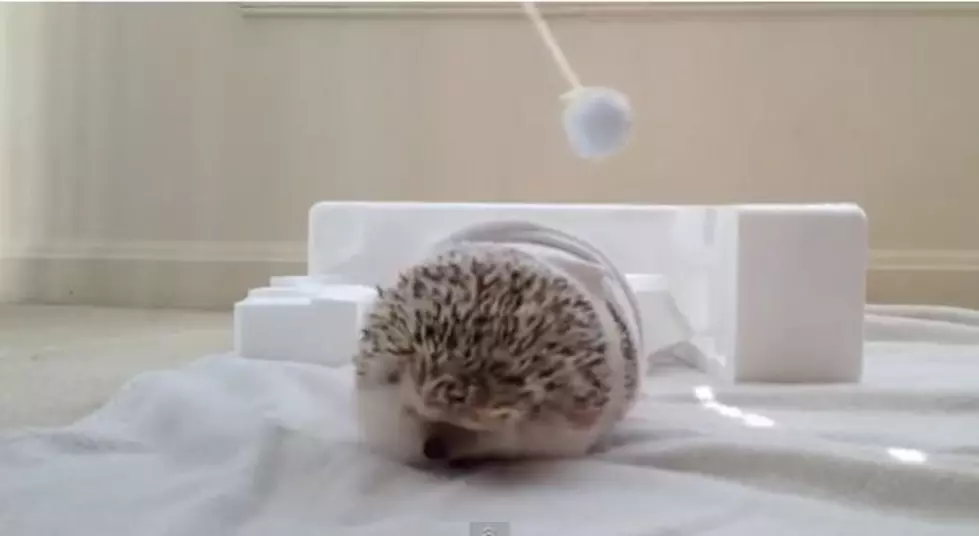 Wrecking Ball Take 2, Starring a Cute Little Hedgehog [VIDEO]