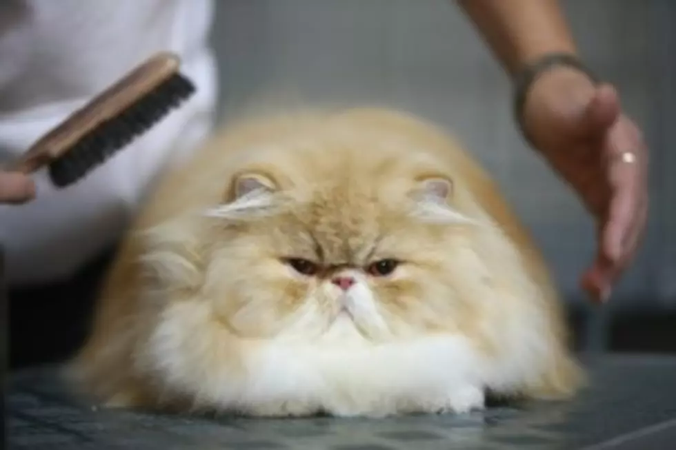 Funny Video Of Cats Remaking &#8216;Hunger Games&#8217; [VIDEO]
